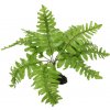 Repti Planet rastlina Nephrolepis 20 cm Repti Planet rastlina Nephrolepis 20 cm
