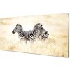 Nástenný panel zebra box 100x50 cm Nástenný panel zebra box 100x50 cm