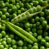 Hrach siaty dreňový Oskar - Pisum sativum - semená - 80 ks Hrach siaty dreňový Oskar - Pisum sativum - semená - 80 ks