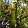 Krčiažnik madagaskarský - Nepenthes madagascariensis - semená krčiažnika - 10 ks Krčiažnik madagaskarský - Nepenthes madagascariensis - semená krčiažnika - 10 ks