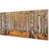 Sklenený obraz jesenné stromy 100x50 cm Sklenený obraz jesenné stromy 100x50 cm