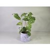 PlanBros flower Maranta kerchoveana (Modlivka) PlanBros flower Maranta kerchoveana (Modlivka)