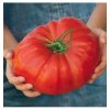 Paradajka Gigantomo - Solanum lycopersicum - semená - 5 ks Paradajka Gigantomo - Solanum lycopersicum - semená - 5 ks