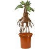 Noble Collection Harry Potter Mandrake Interactive 30 cm (849421006303) Noble Collection Harry Potter Mandrake Interactive 30 cm (849421006303)