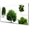 Obraz plexi Stromy príroda 100x50 cm Obraz plexi Stromy príroda 100x50 cm