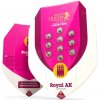 Royal Queen Seeds Royal AK semena neobsahují THC 3 ks