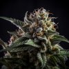 Vision Seeds - Vision Caramello Auto 10 ks - Semená neobsahujú THC Vision Seeds - Vision Caramello Auto 10 ks - Semená neobsahujú THC