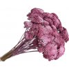 Stabilizované sušené kvety Rebríček - Achillea 200g - malinové ružové Stabilizované sušené kvety Rebríček - Achillea 200g - malinové ružové
