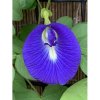 Semená Clitoria Ternatea Semená Clitoria Ternatea