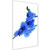 Vertikálny foto obraz akrylový Modrá orchidea 50x100 cm Vertikálny foto obraz akrylový Modrá orchidea 50x100 cm