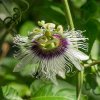 Mučenka jedlá - Passiflora edulus - semená mučenky - 5 ks Mučenka jedlá - Passiflora edulus - semená mučenky - 5 ks