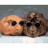 ZUTY Maľovanie podľa čísel - MORČATÁ SA OPALUJÚ Rámovanie: vypnuté plátno na rám, Rozmer: 80x100 cm ZUTY Maľovanie podľa čísel - MORČATÁ SA OPALUJÚ Rámovanie: vypnuté plátno na rám, Rozmer: 80x100 cm