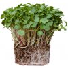 Metro Chef Microgreens - Reďkovka Daikon Metro Chef Microgreens - Reďkovka Daikon
