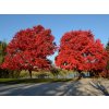 Javor červený October Glory na kmienku 250-300 cm, obvod kmeňa 6-8 cm, kont. 25 l Javor červený October Glory na kmienku 250-300 cm, obvod kmeňa 6-8 cm, kont. 25 l