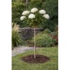 Hortenzia stromčekovitá (Hydrangea arborescens) ´ANNABELLE´ - výška 100-120 cm, kont. C3L - NA KMIENKU Hortenzia stromčekovitá (Hydrangea arborescens) ´ANNABELLE´ - výška 100-120 cm, kont. C3L - NA KMIENKU