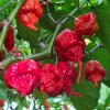 Carolina Reaper – semená chilli papričiek 10 ks Carolina Reaper – semená chilli papričiek 10 ks