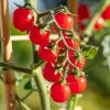 Paradajka Gourmelito F1 - Solanum lycopersicum - predaj semien - 6 ks Paradajka Gourmelito F1 - Solanum lycopersicum - predaj semien - 6 ks