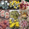 Živé Kamene MIX farieb 50 odrôd 20 semien (Lithops sp.) Živé Kamene MIX farieb 50 odrôd 20 semien (Lithops sp.)