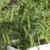 Hrach dreňový skorý Zázrak z Kelvedonu - Pisum sativum - semená hrachu - 80 ks Hrach dreňový skorý Zázrak z Kelvedonu - Pisum sativum - semená hrachu - 80 ks