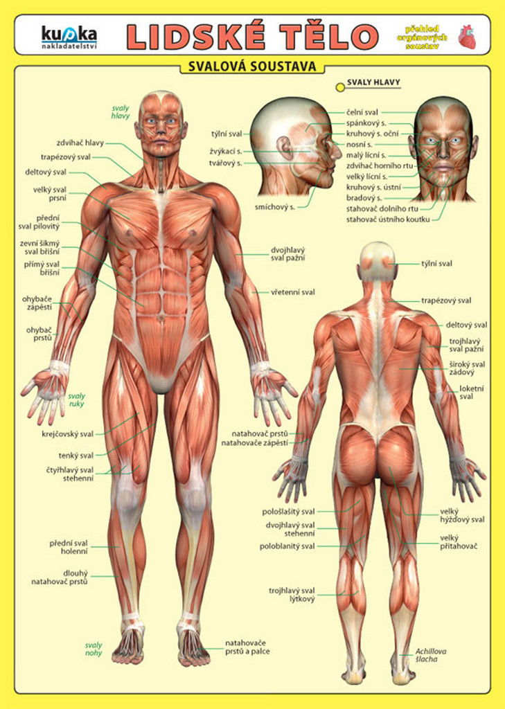 Lidské tělo - Svalová soustava - Petr Kupka