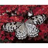 Zuty – Maľovanie Podľa Čísel – Biely Motýľ A Červené Kvety, 80 × 100 cm, Plátno 8596530093589 Zuty – Maľovanie Podľa Čísel – Biely Motýľ A Červené Kvety, 80 × 100 cm, Plátno 8596530093589