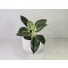 Philodendron White Measure Philodendron White Measure