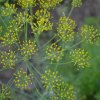 BIO Kôpor voňavý Hera - Anethum graveolens - bio semená - 400 ks BIO Kôpor voňavý Hera - Anethum graveolens - bio semená - 400 ks