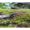Wobler RAPALA Deep Tail Dancer TDD 9cm – Metallic Halloween Wobler RAPALA Deep Tail Dancer TDD 9cm – Metallic Halloween
