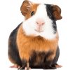 Morča domáce - Cavia porcellus Morča domáce - Cavia porcellus