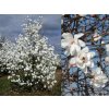 Magnólia Loebnerova Merrill 20-30cm- Magnolia loebneri kont. 3 l Magnólia Loebnerova Merrill 20-30cm- Magnolia loebneri kont. 3 l