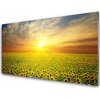 Skleneny obraz Slnko lúka slnečnica 100x50 cm Skleneny obraz Slnko lúka slnečnica 100x50 cm