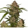 Fastbuds - Guava Auto 10 ks - Semená neobsahujú THC Fastbuds - Guava Auto 10 ks - Semená neobsahujú THC