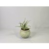 Sansevieria hanningtonii Baker Sansevieria hanningtonii Baker