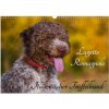 Lagotto Romagnolo - Italienischer Trüffelhund (Wandkalender 2026 DIN A3 quer), CALVENDO Monatskalender Lagotto Romagnolo - Italienischer Trüffelhund (Wandkalender 2026 DIN A3 quer), CALVENDO Monatskalender