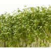 Žerucha záhradná Dánska - Lepidium sativum - semená žeruchy - 850 ks Žerucha záhradná Dánska - Lepidium sativum - semená žeruchy - 850 ks