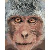 Maľovanie podľa čísel Opica zblízka, 80x100 cm, bez rámu a bez vypnutia plátna (6044122) Maľovanie podľa čísel Opica zblízka, 80x100 cm, bez rámu a bez vypnutia plátna (6044122)
