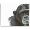 Vymalujsisam.sk Diamantovanie podľa čísiel - Šimpanz Veľkosť: 40x50cm, Rám: Na kartónovej doske, Diamanty: Hranaté Vymalujsisam.sk Diamantovanie podľa čísiel - Šimpanz Veľkosť: 40x50cm, Rám: Na kartónovej doske, Diamanty: Hranaté