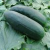 Uhorka šalátová Obelix F1 - Cucumis sativa - semená uhorky - 20 ks Uhorka šalátová Obelix F1 - Cucumis sativa - semená uhorky - 20 ks