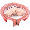 Model plodu, 4 mesiac, abdominálna poloha (Anatomické modely) Model plodu, 4 mesiac, abdominálna poloha (Anatomické modely)