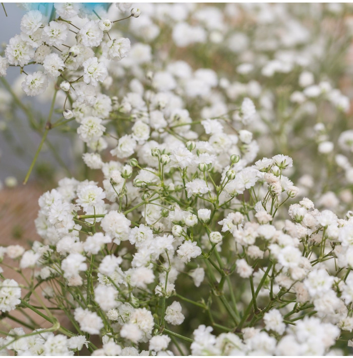 Gypsomilka metlinatá - Gypsophila paniculata - predaj semien - 150 ks