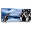Sablio Obraz Tučniaci - 110x50 cm Sablio Obraz Tučniaci - 110x50 cm