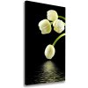 Vertikálny foto obraz na plátne Biele tulipány 50x100 cm Vertikálny foto obraz na plátne Biele tulipány 50x100 cm