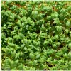 BIO Žerucha Sprint - Lepidium sativum - predaj bio semien - 120 ks BIO Žerucha Sprint - Lepidium sativum - predaj bio semien - 120 ks
