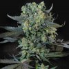Paradise Seeds - Momo 3 ks - Semienka neobsahujú THC Paradise Seeds - Momo 3 ks - Semienka neobsahujú THC