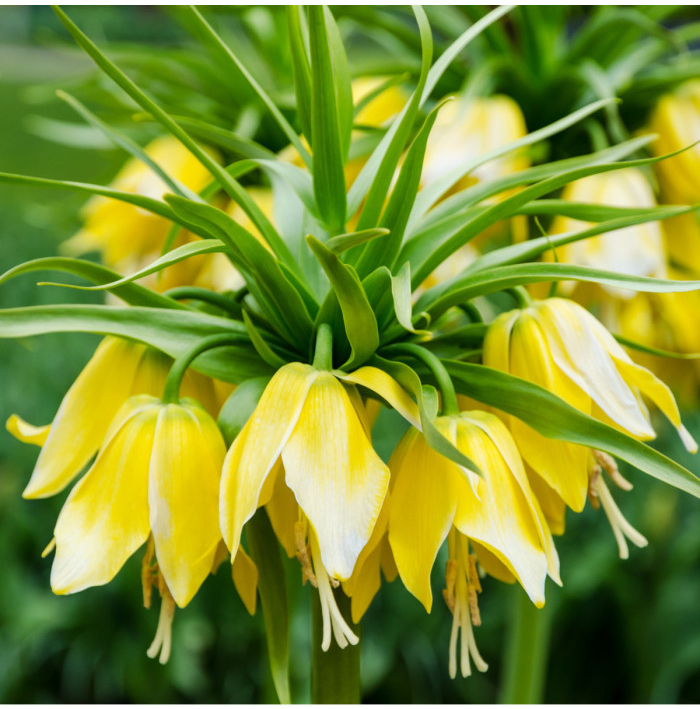 Korunkovka kráľovská Lutea - Fritillaria Imperialis Lutea Maxima - cibuľoviny - 1 ks