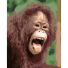 ZUTY Maľovanie podľa čísel - ORANGUTÁN S OTVORENOU TLAMOU Rámovanie: bez rámu a bez vypnutia plátna, Rozmer: 80x100 cm ZUTY Maľovanie podľa čísel - ORANGUTÁN S OTVORENOU TLAMOU Rámovanie: bez rámu a bez vypnutia plátna, Rozmer: 80x100 cm