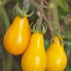 Paradajka - Žltá hruška - Solanum lycopersicum - Semená rajčiaka - 6 ks Paradajka - Žltá hruška - Solanum lycopersicum - Semená rajčiaka - 6 ks