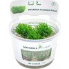 Dennerle Plants Riccardia chamedryfolia CUP - 1 ks Dennerle Plants Riccardia chamedryfolia CUP - 1 ks