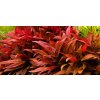 Alternanthera Red Ruby