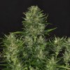 Kannabia Seeds - Dosidos Auto 100 ks - Semená neobsahujú THC Kannabia Seeds - Dosidos Auto 100 ks - Semená neobsahujú THC